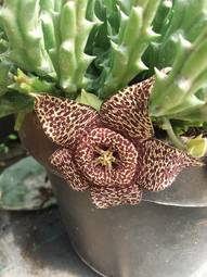 Carrion Flower  Stapelia Variegata, Orbea Variegata , Pianta In Vaso Fioritura 28023648