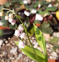 Rizomi Di Mughetto Olandese - 5 Bulbi Radice Nuda, Fioritura Profumata Aprile-Giugno - Foto 11