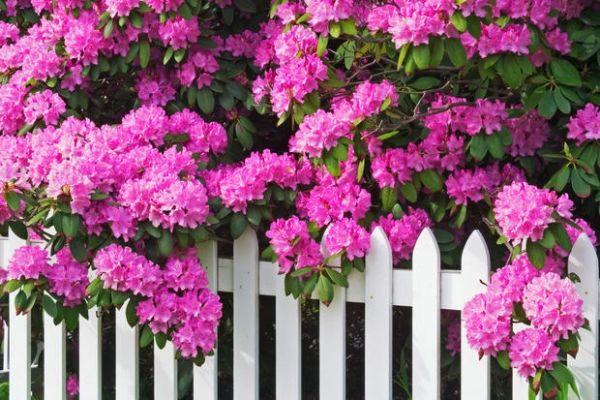 Rhododendro - Rododendro
