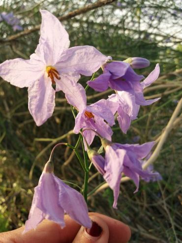 Solanum