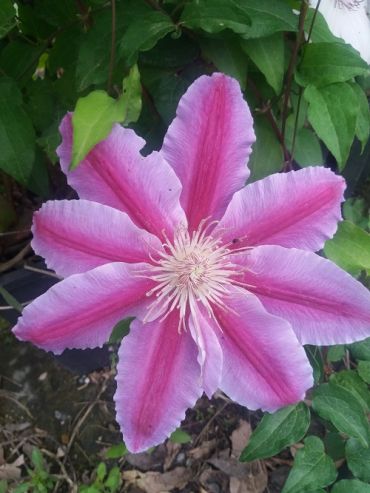 Clematis Clematide