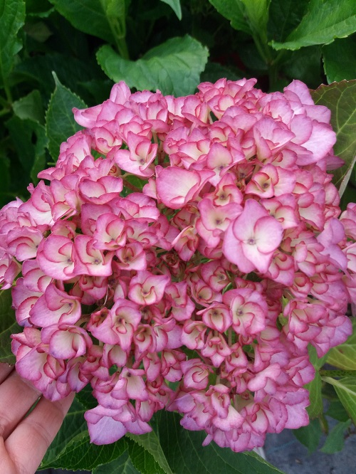 Ortensie Hydrangea - Vendita piante online - Ladre di Piante
