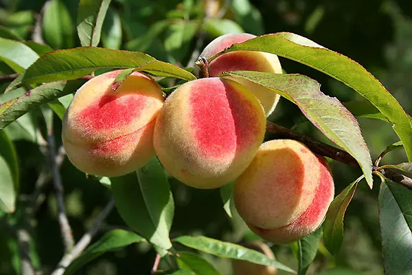 Alberi da frutto