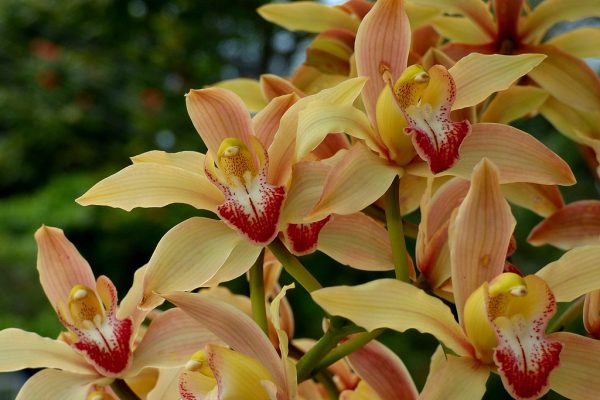Bulbi Di Orchidea Cymbidium - 3 Pezzi, Piante Vere Per Giardino O Interni - Foto 9