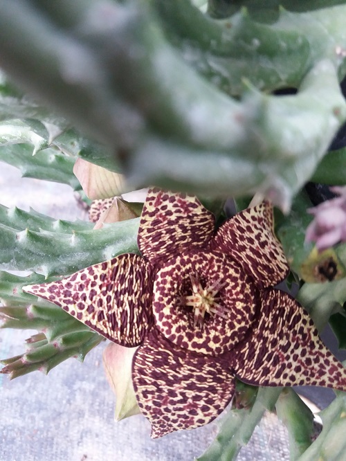 Stapelia variegata - Balcone Fiorito - Il blog del Giardinaggio