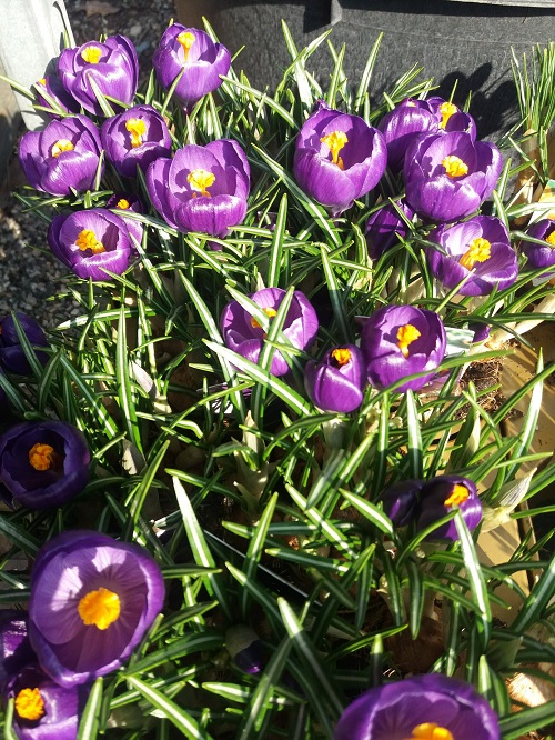 Crocus specie miste, piccoli fiori, piante nane resistenti, fiori