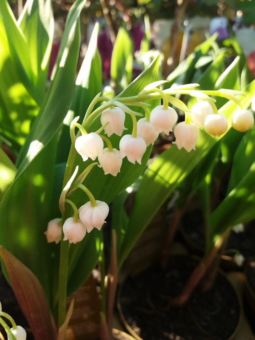 8 Bulbi Di Mughetto Profumati - Piante Resistenti Al Freddo Per Balcone E Giardino - Convallaria Majalis - Foto 13
