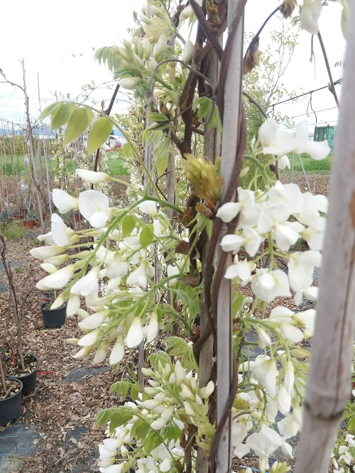 Wisteria brachybotrys Shiro Kapitan Fuji in vendita on-line - Wisteria  sinensis Glicine - Ladre di Piante