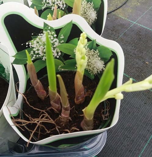 8 Bulbi Di Mughetto Profumati - Piante Resistenti Al Freddo Per Balcone E Giardino - Convallaria Majalis - Foto 3