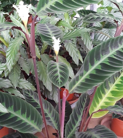 feey calathea Calathea 'Rosy'