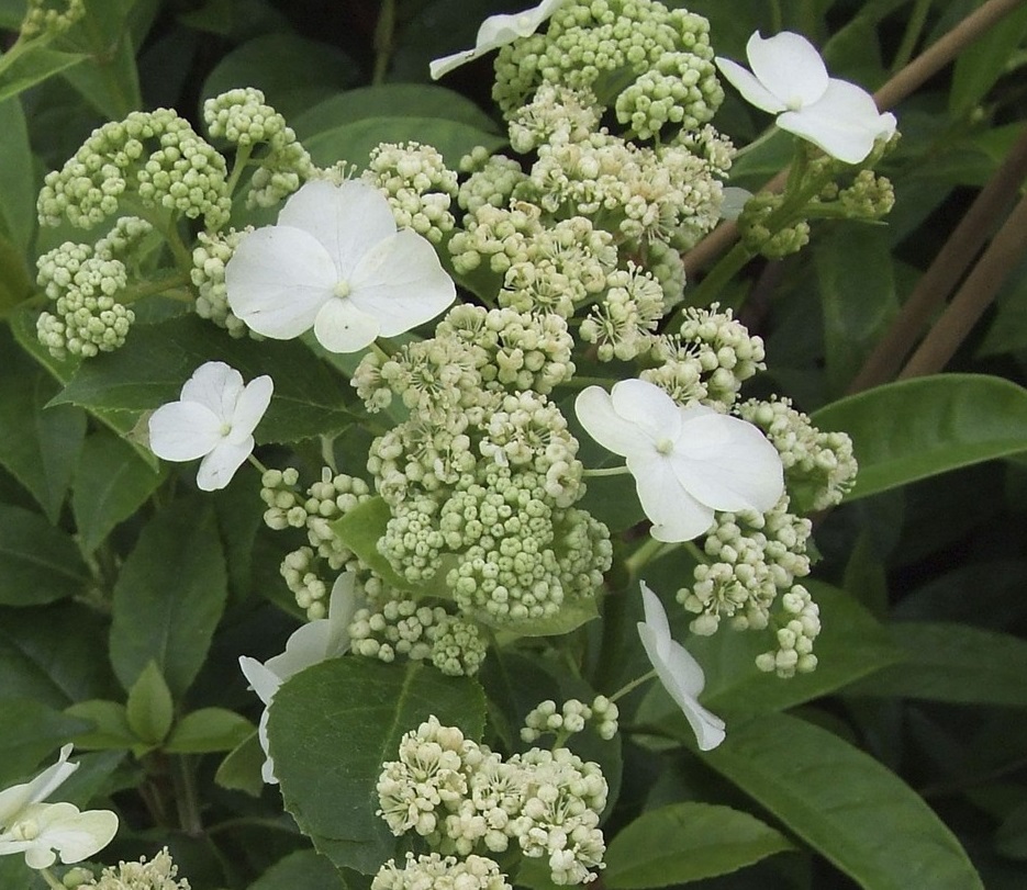 Ortensia - 6 Pezzi - Hydrangea Anomale Petiolaris - Altezza 25-40cm - ⌀9cm | Leroy Merlin