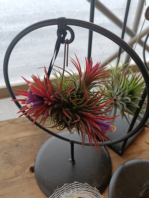Tillandsia CAM Pianta Aria Con Supporto In Legno 10 Cm - Decorazione Naturale Fatta A Mano In Spagna