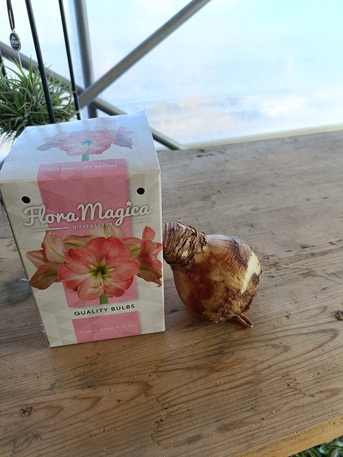 Bulbi di Amaryllis Rosa (Hippeastrum) | Savini Vivai