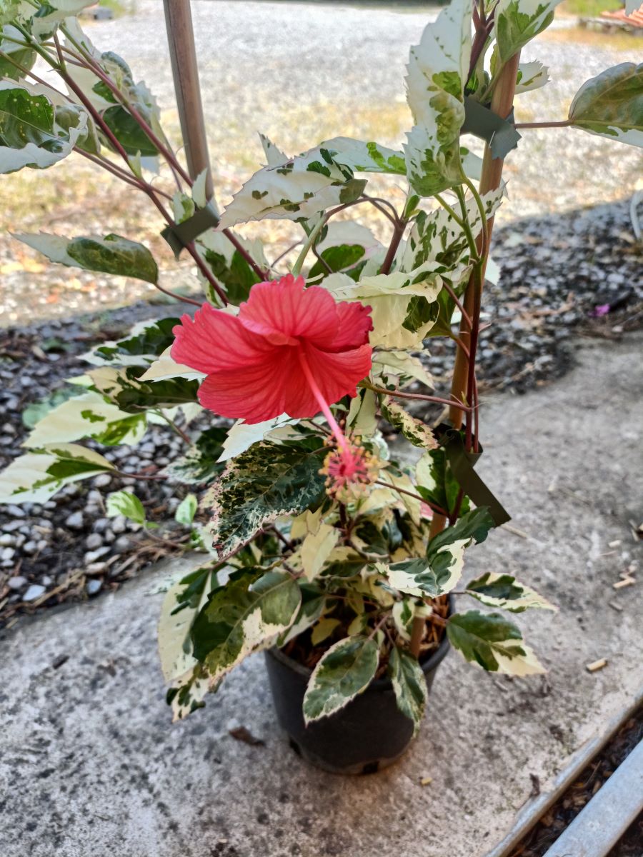 Pianta Da Esterno Fiori Rossi Hibiscus Rosa Sinensis Variegata - Pianta Da  Esterno, Fiore Rosso Vaso 12cm Altezza 20cm, image size:900x1200