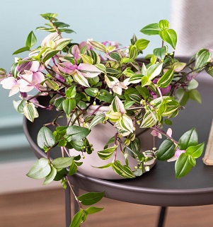 POWERS TO FLOWERS - Tradescantia Fluminensis Quadricolor In Vaso 17cm - Pianta Vera D'Appartamento