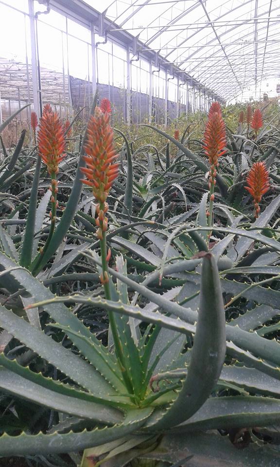 agave gentryi Agave gentryi Jaws