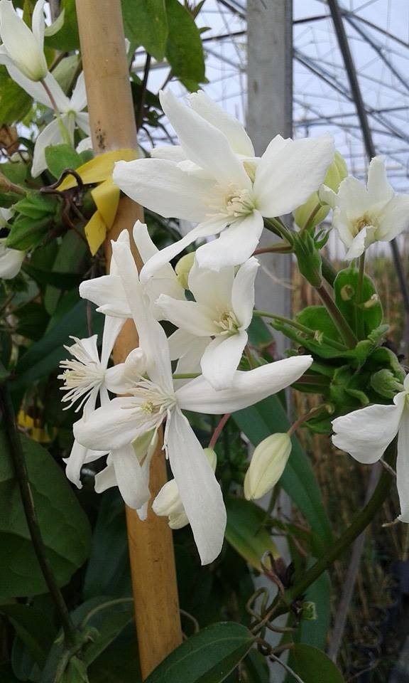 3 Piante Di Clematide Armandii Sempreverde – Fiori Bianchi, Altezza 3-5 M, Fiorisce Da Marzo A Maggio