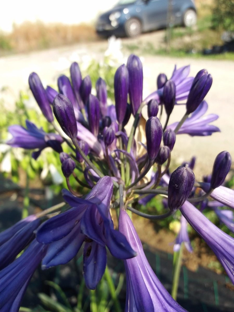 Agapanthus Black Pantha - Agapanthus Agapanto - Ladre di Piante