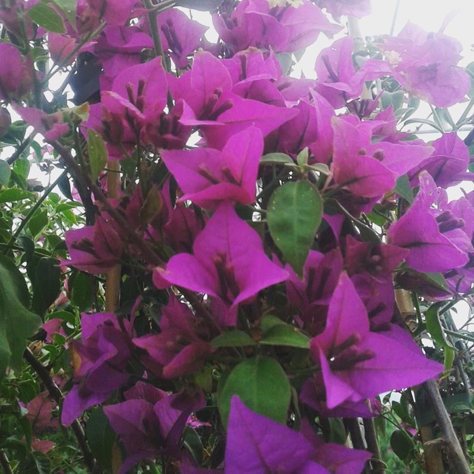 Buganvilla Rosa PNG, Vector, PSD, E Clipart Para Dcarga Gratuita - Foto 5