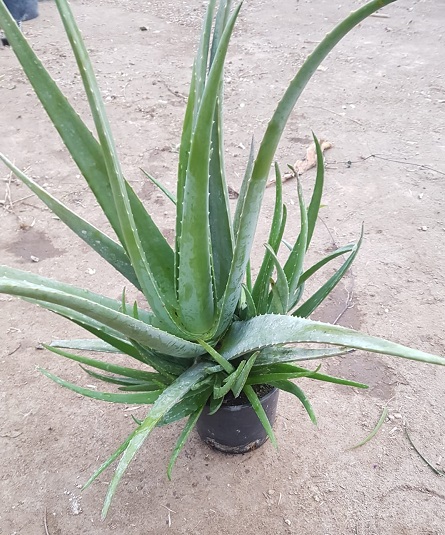 aromatica aloe hy-ffective cleanser Aloe E™ Hawaiian Face Cleanser