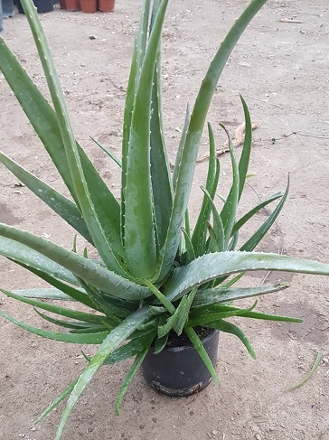 agave gelée Luxio Agave main image 1