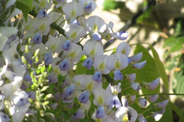 Wisteria floribunda Lawrence in vendita on-line - Wisteria sinensis Glicine  - Ladre di Piante