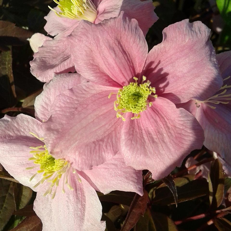 3 Piante Clematide Montana Rubens In Vaso 1,5L - Rampicante Rosa, Fioritura Maggio-Giugno, Resistente Al Freddo