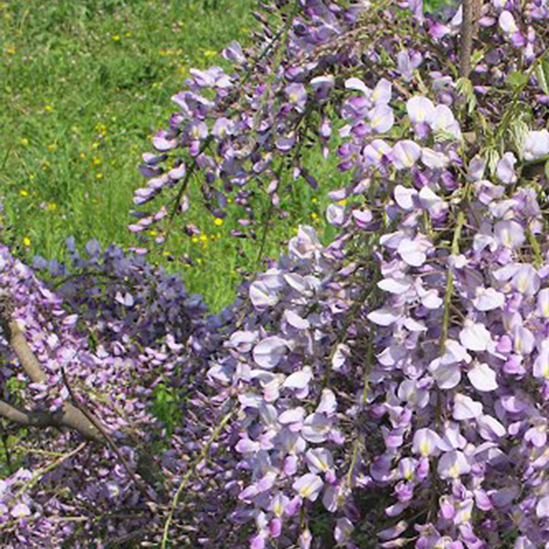 wisteria daniel smith Daniel Smith : Gouache 15ml