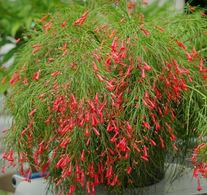 Pianta Russelia In Vaso 18cm - Altezza 30/35cm | Facile Da Coltivare Per Giardino O Balcone - Foto 7