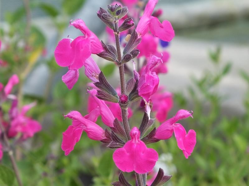 Salvia Greggii Pink Blush Vendita On Line Salvia Ladre Di Piante